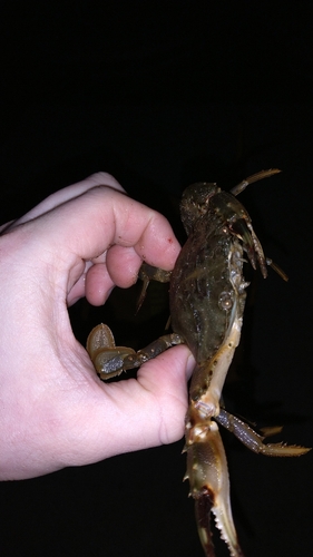 カニの釣果