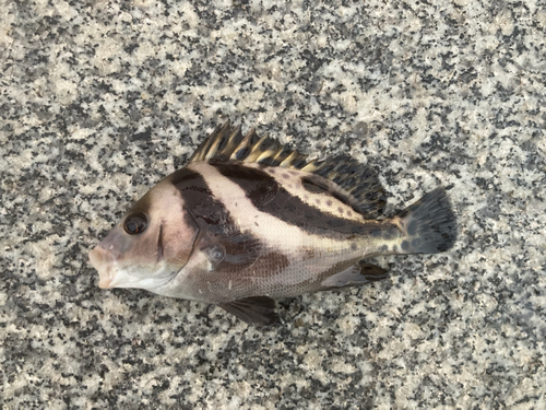 コショウダイの釣果