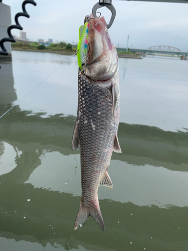 ニゴイの釣果