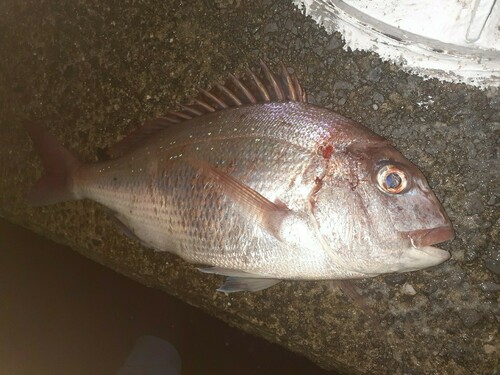 タイの釣果