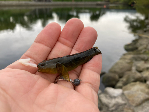 ヌマチチブの釣果