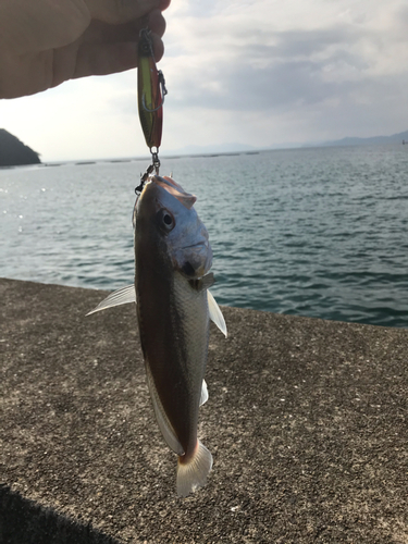 ニベの釣果