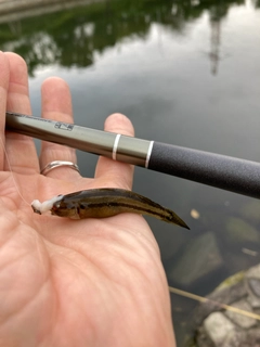 アカオビシマハゼの釣果