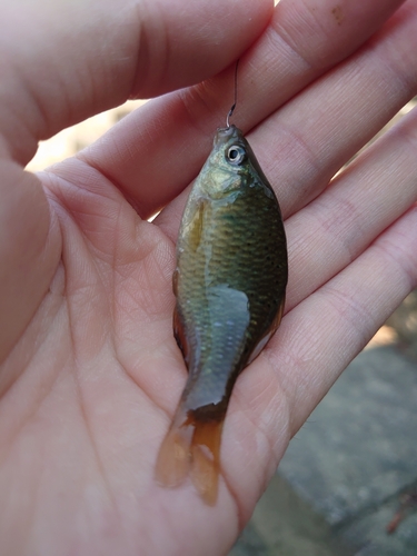 アブラボテの釣果