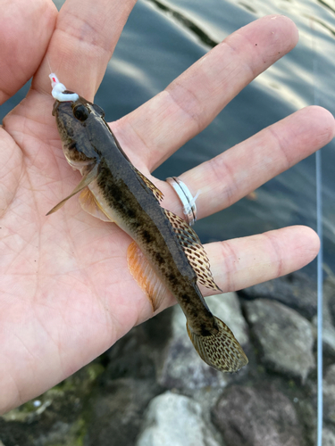 マハゼの釣果