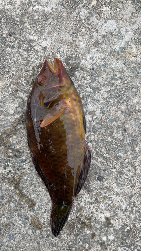 ブダイの釣果