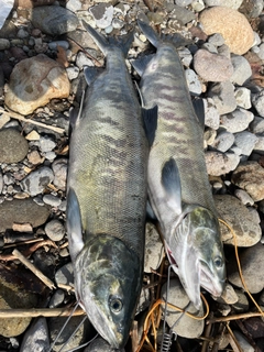 シロザケの釣果