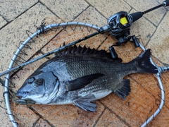 クロダイの釣果