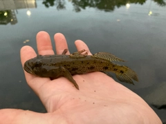 ウロハゼの釣果