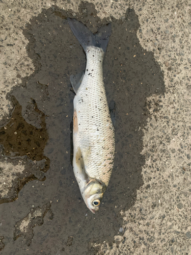 ニゴイの釣果