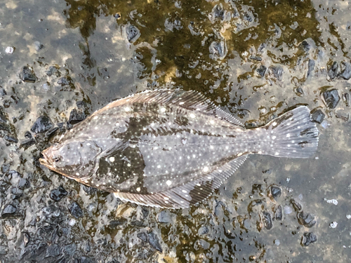 ソゲの釣果