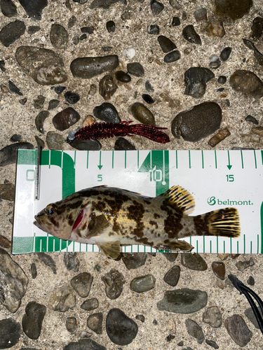 タケノコメバルの釣果