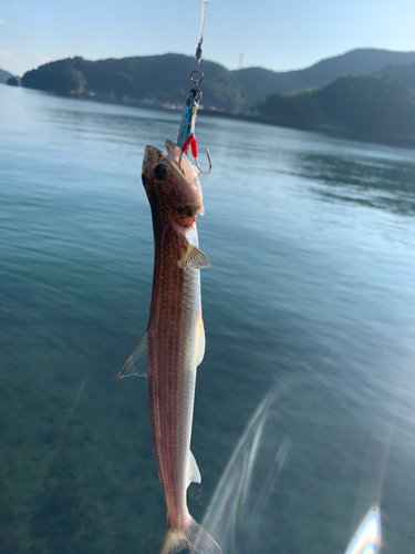 エソの釣果