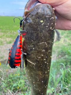 ナマズの釣果