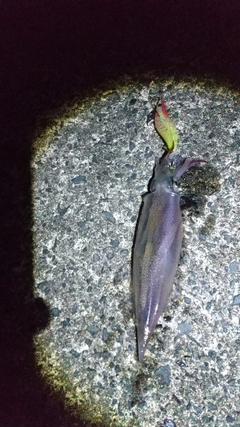 ヤリイカの釣果
