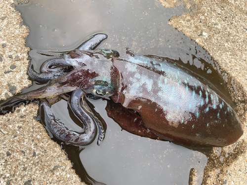 アオリイカの釣果