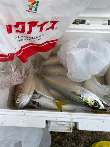 サバの釣果