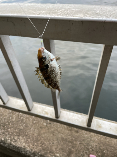 アイゴの釣果