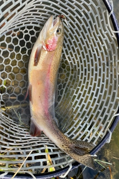 ニジマスの釣果