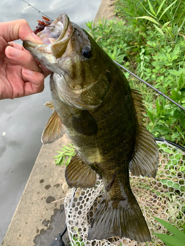 スモールマウスバスの釣果