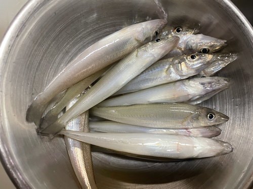 キスの釣果