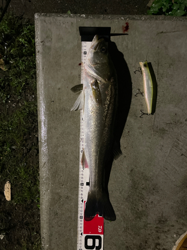 シーバスの釣果