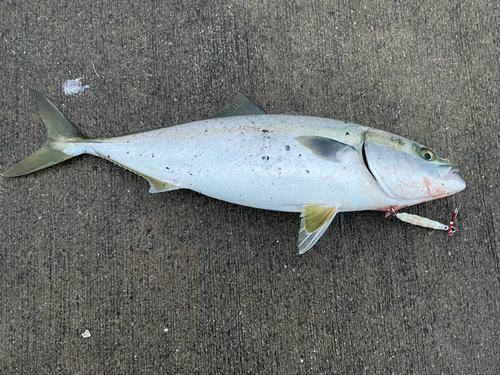 イナダの釣果