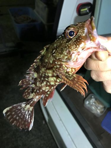 アラカブの釣果