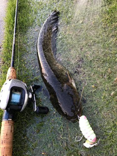 ニホンナマズの釣果