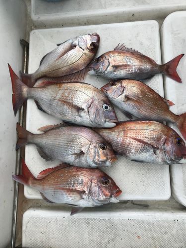 マダイの釣果