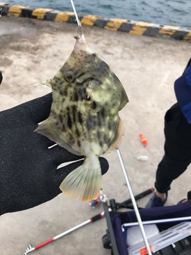 カワハギの釣果