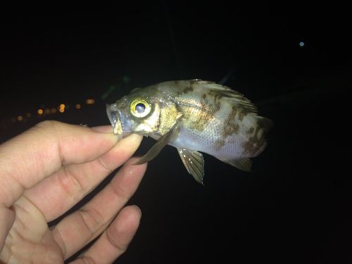 メバルの釣果