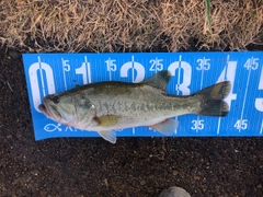 ブラックバスの釣果