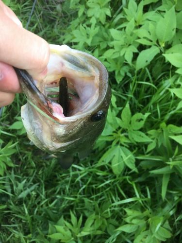 ブラックバスの釣果