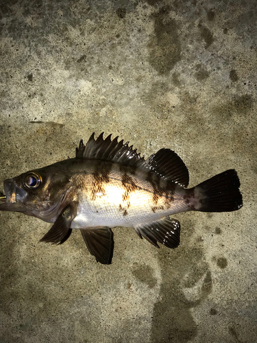 メバルの釣果