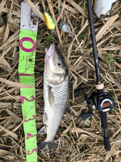 ニゴイの釣果