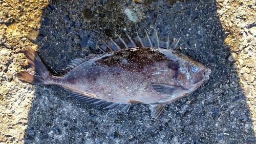 アイゴの釣果