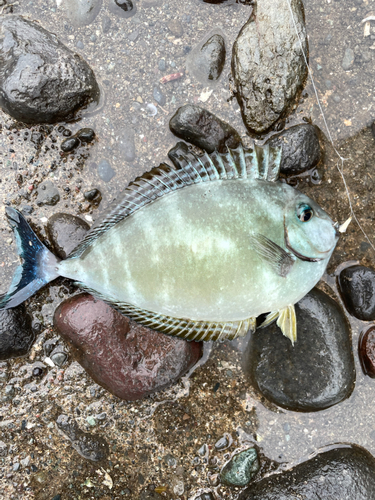 トウゴロウイワシの釣果