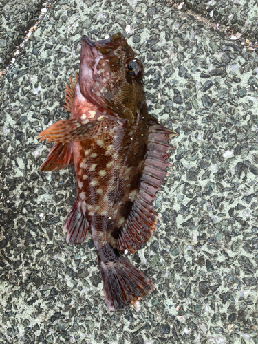 カサゴの釣果