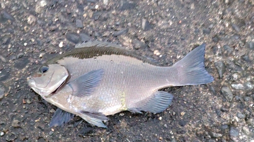 メジナの釣果