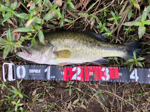 ブラックバスの釣果