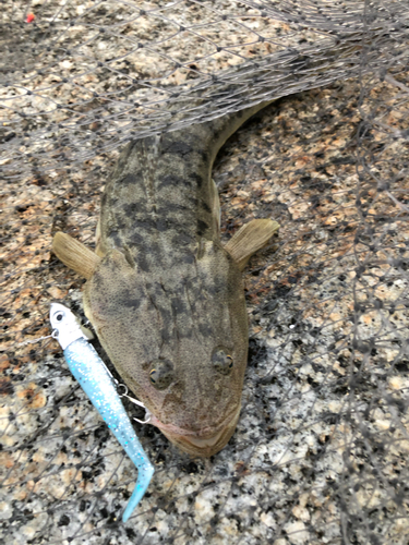 マゴチの釣果