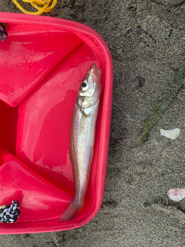 シロギスの釣果