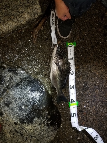 クロダイの釣果