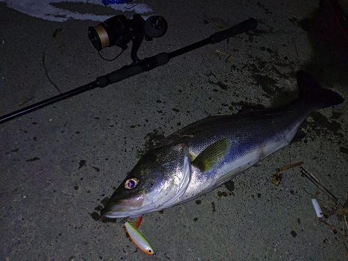 シーバスの釣果