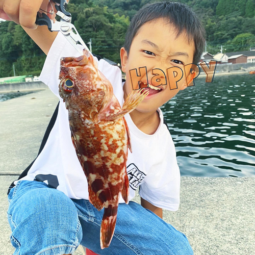 カサゴの釣果