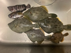 カワハギの釣果