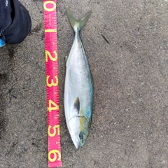 イナダの釣果