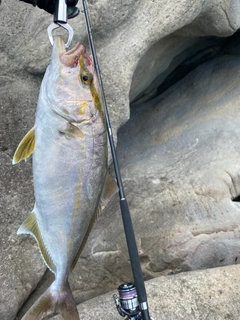 シオの釣果