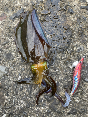 アオリイカの釣果